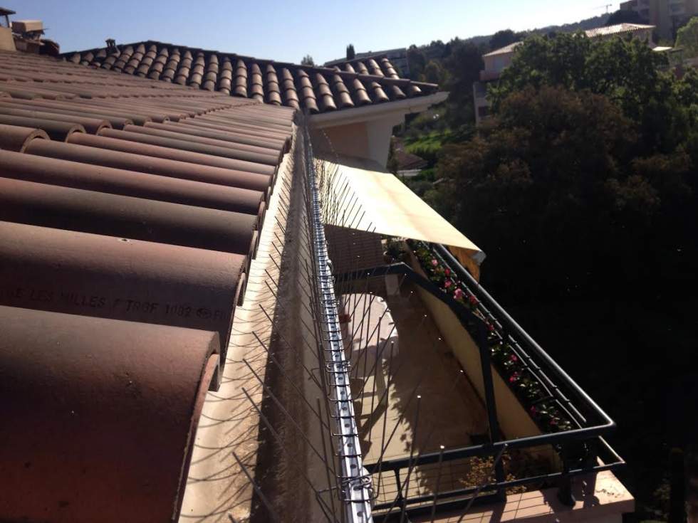 Intervention anti pigeon par pose de coupelle de gel répulsif sur un hôtel  à Toulon 83000 - Combattre les nuisibles, dépigeonnage Marseille - Provence  Nuisibles
